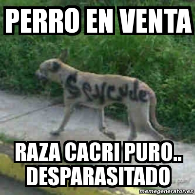 Meme Personalizado Perro En Venta Raza Cacri Puro Desparasitado