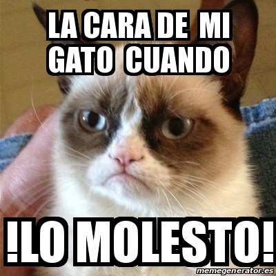 Meme Grumpy Cat La Cara De Mi Gato Cuando Lo Molesto 31200659