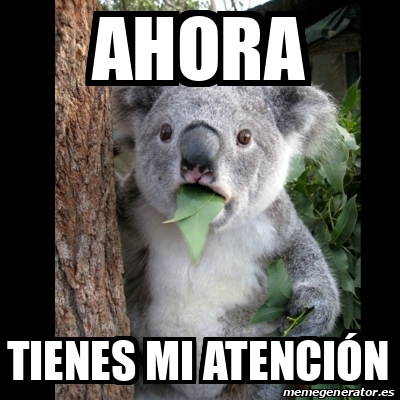 Meme Koala ahora tienes mi atención 32487690