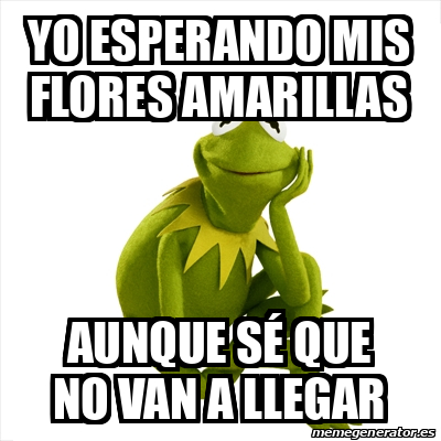 Meme Kermit The Frog Yo Esperando Mis Flores Amarillas Aunque S Que