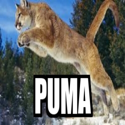 Meme Personalizado Puma