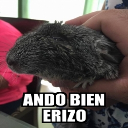 Meme Personalizado Ando Bien Erizo