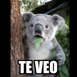 Meme Koala TE VEO 32360830