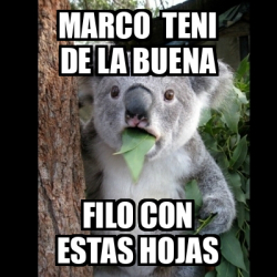 Meme Koala Marco Teni De La Buena Filo Con Estas Hojas