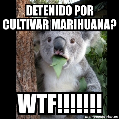 Meme Koala - detenido por cultivar marihuana? wtf!!!!!!! - 865706