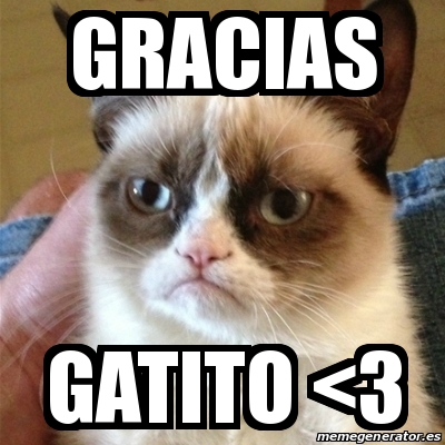 gracias meme gato