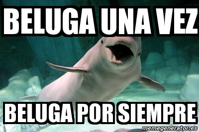 Beluga Cat Meme - IdleMeme  Cat memes, Cats, Cute cat memes