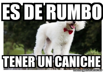 Meme Personalizado - ES DE RUMBO Tener un Caniche - 30926705