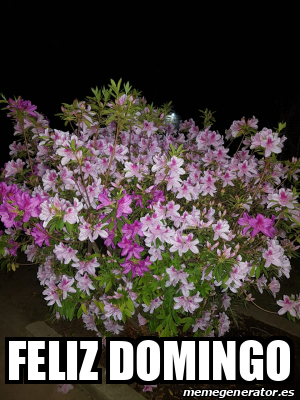 Meme Personalizado - Feliz Domingo - 31943337