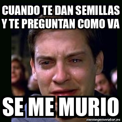 Meme Crying Peter Parker Cuando Te Dan Semillas Y Te Preguntan Como Va Se Me Murio