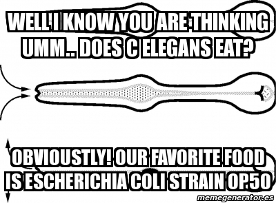 Meme Personalizado - Well i know You are thinking umm.. Does c elegAns ...