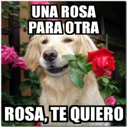 Meme Personalizado - una rosa para otra rosa, te quiero - 2669487