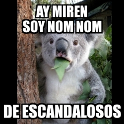 Meme Koala - Ay Miren Soy Nom Nom De Escandalosos - 24725033