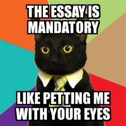 Meme Business Cat - the essay is mandatory like petting me with your