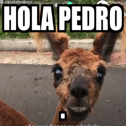 Meme Personalizado - HOLA PEDRO . - 33148085