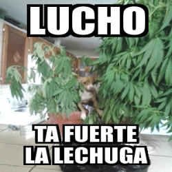 Meme Personalizado Lucho Ta Fuerte La Lechuga 4227884